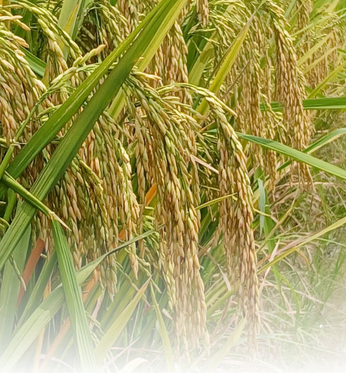 আমাদের সম্পর্কে