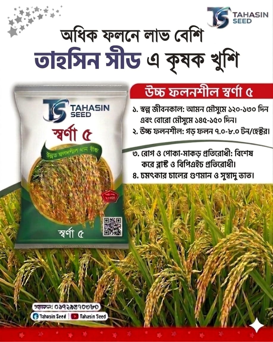 উচ্চ ফলনশীল বিনা ধান ৭